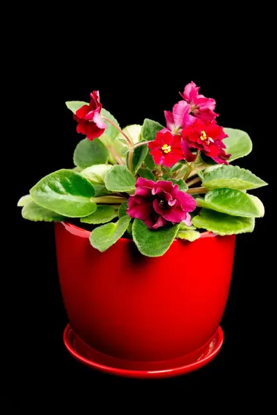 Productos de la categoría Floreros
