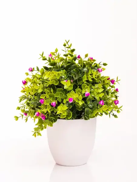 Planta decorativa con miniflores