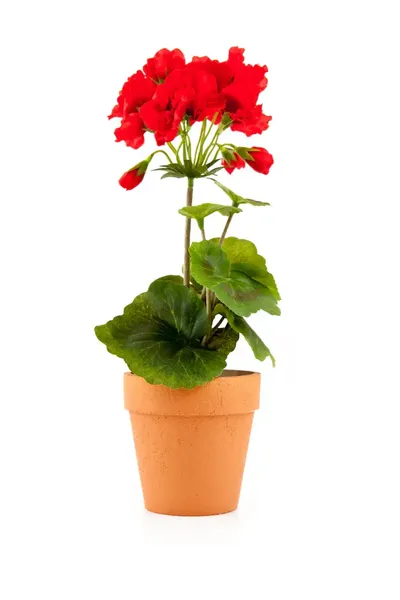 Geranio rojo (Pelargonium)