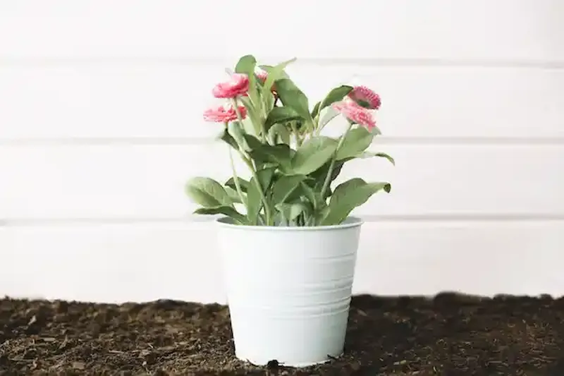 Margarita rosa (Bellis)